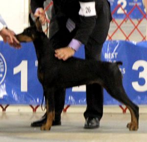 Ch. Logres’ Matiné - sired by  Ch. Logres’ Titanium  out of Logres’ Butterfly Flip 